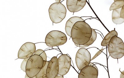 Γυαλάκι (Lunaria) Οδηγίες Καλλιέργειας Σπόρων Γυαλάκι (Lunaria) Οδηγίες Καλλιέργειας Σπόρων