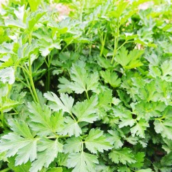 Μαιντανός Γιγας 10 γρ. Σπόροι Μαιντανού Μαιντανός Γιγας 10 γρ. Σπόροι Μαιντανού