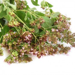 Μαντζουράνα 0,80γρ Σπόροι  Ματζουράνας