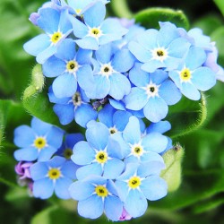 Μη με Λησμόνει πακέτο σπόρων 0,3 γραμ. Μη με Λησμόνει πακέτο σπόρων 0,3 γραμ.