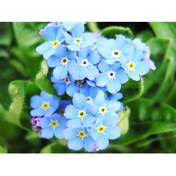 Μη με Λησμόνει πακέτο σπόρων 0,3 γραμ.