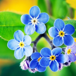 Μη με Λησμόνει πακέτο σπόρων 0,3 γραμ. Μη με Λησμόνει πακέτο σπόρων 0,3 γραμ.