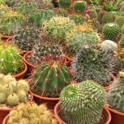 Μίγμα κάκτων - Σπόροι 0,20g. Μίγμα κάκτων - Σπόροι 0,20g.