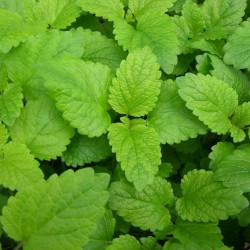 Μελισσόχορτο σπόροι 1γρ