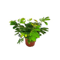 Μιμόζα - ''Το φυτό Μη Μου Άπτου''