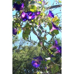 Πρωινή χαρά/Ιπομέα (Morning Glory) 2γρ σπόροι αναμικτα χρώματα.