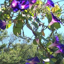 Πρωινή χαρά/Ιπομέα (Morning Glory) 2γρ σπόροι αναμικτα χρώματα. Πρωινή χαρά/Ιπομέα (Morning Glory) 2γρ σπόροι αναμικτα χρώματα.