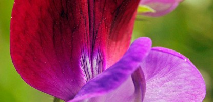 Μοσχομπίζελο Οδηγίες Καλλιέργειας Σπόρων