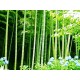 Μπαμπού / Mosso Bamboo φυτό (Phyllostachys edulis) 10 Σπόροι Μπαμπού / Mosso Bamboo φυτό (Phyllostachys edulis) 10 Σπόροι