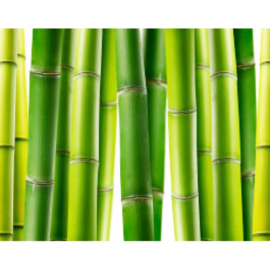 Μπαμπού / Mosso Bamboo φυτό (Phyllostachys edulis) 10 Σπόροι Μπαμπού / Mosso Bamboo φυτό (Phyllostachys edulis) 10 Σπόροι