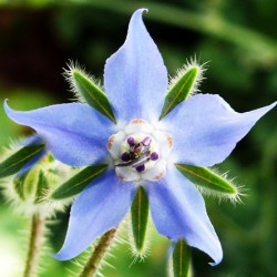 Μποράντζα/Μποράγκο 1,50γρ. Σπόροι Μποράντζας