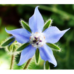 Μποράντζα/Μποράγκο 1,50γρ. Σπόροι Μποράντζας