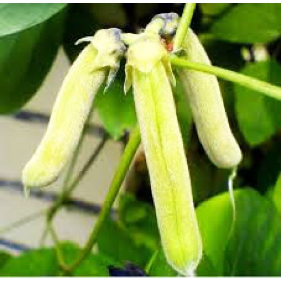 Mucuna Pruriens/Velvet Bean, Μουκούνα Προύριενς kapikachhu 6 Σπόροι Mucuna Pruriens/Velvet Bean, Μουκούνα Προύριενς kapikachhu 6 Σπόροι