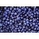 Μύρτιλο (Vaccinium myrtillus) 10 σπόροι μύρτιλου Μύρτιλο (Vaccinium myrtillus) 10 σπόροι μύρτιλου