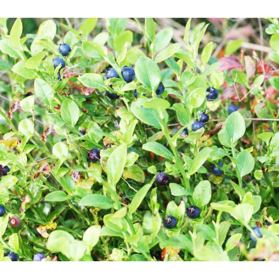 Μύρτιλο (Vaccinium myrtillus) 10 σπόροι μύρτιλου Μύρτιλο (Vaccinium myrtillus) 10 σπόροι μύρτιλου