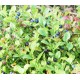 Μύρτιλο (Vaccinium myrtillus) 10 σπόροι μύρτιλου