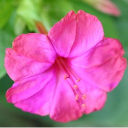 Νυχτολούλουδο (Δειλινό) Μίγμα 2gr. Πακέτο Σπόρων