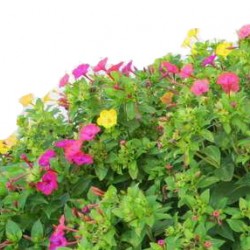 Νυχτολούλουδο (Δειλινό) Μίγμα 2gr. Πακέτο Σπόρων Νυχτολούλουδο (Δειλινό) Μίγμα 2gr. Πακέτο Σπόρων