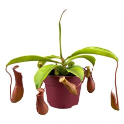 Nepenthes Κανάτα Σαρκοφάγο Φυτό Nepenthes Κανάτα Σαρκοφάγο Φυτό