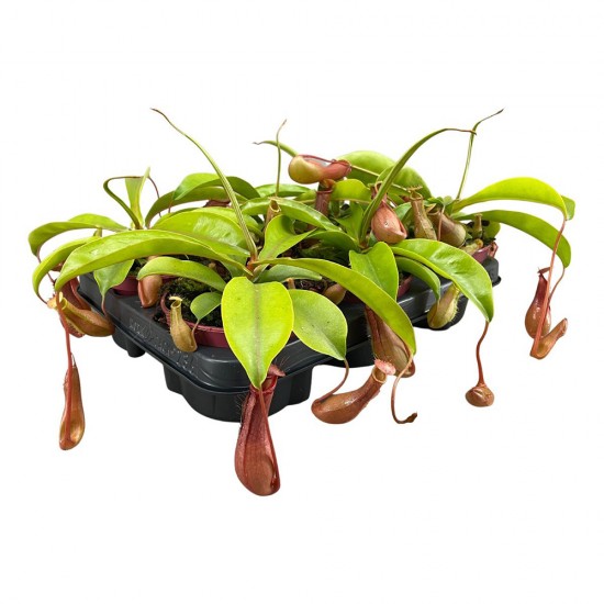Nepenthes Κανάτα Σαρκοφάγο Φυτό