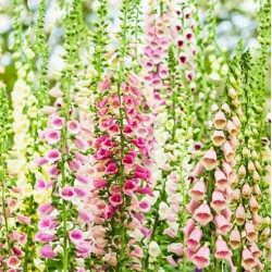 Ντιτζιτάλις (digitalis Purpurea) ανάμικτα χρώματα 0,80g σπόροι Ντιτζιτάλις (digitalis Purpurea) ανάμικτα χρώματα 0,80g σπόροι