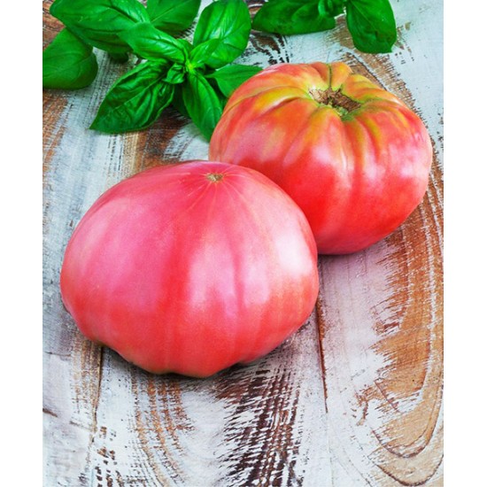 Ντομάτα Brandywine pink - 15 Σπόροι Ντομάτα Brandywine pink - 15 Σπόροι