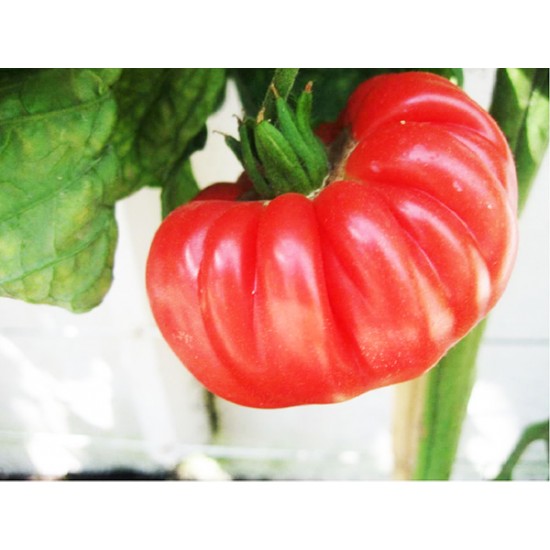 Ντομάτα Brandywine Red 20 Σπόροι Ντομάτα Brandywine Red 20 Σπόροι