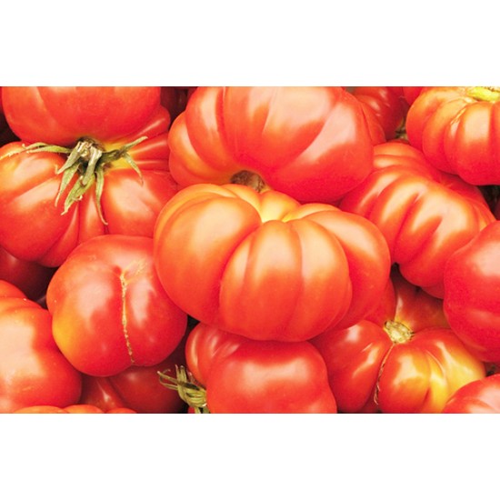 Ντομάτα Brandywine Red 20 Σπόροι Ντομάτα Brandywine Red 20 Σπόροι