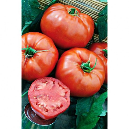 Ντομάτα Heinz 1350 - 20 Σπόροι Ντομάτα Heinz 1350 - 20 Σπόροι