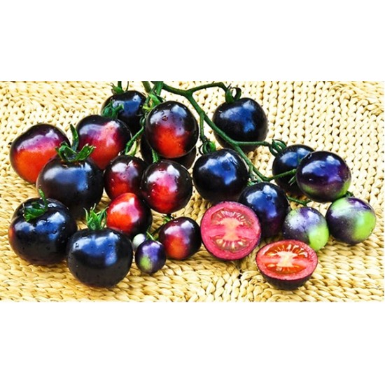 Ντομάτα Μικρή Indigo Rose 10 Σπόροι Ντομάτα Μικρή Indigo Rose 10 Σπόροι