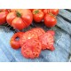 Ντοματα Pantano Romanesco Italian 20 Σπόροι Ντοματα Pantano Romanesco Italian 20 Σπόροι