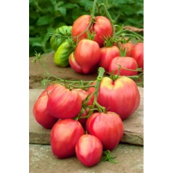 Ντομάτα Pink Oxheart "W.Leguto" -  σπόροι 0,1g Ντομάτα Pink Oxheart "W.Leguto" -  σπόροι 0,1g