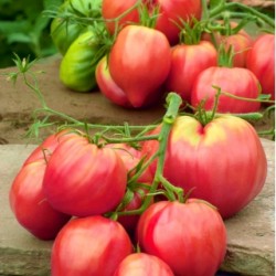 Ντομάτα Pink Oxheart "W.Leguto" -  σπόροι 0,1g Ντομάτα Pink Oxheart "W.Leguto" -  σπόροι 0,1g