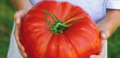 Ντομάτα Οδηγίες Καλλιέργειας Σπόρων