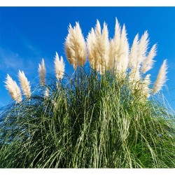 Γυνέριο Λευκό / Pampas Grass - Cortaderia selloana 0.03g σπόροι