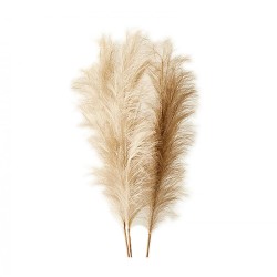 Γυνέριο Λευκό / Pampas Grass - Cortaderia selloana 0.03g σπόροι