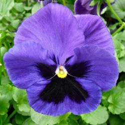 Πανσές Γίγας ανάμεικτα χρώματα! Σπόροι 0,20γρ Πανσές Γίγας ανάμεικτα χρώματα! Σπόροι 0,20γρ