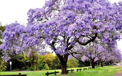 Παυλώνια/Princess Tree Οδηγίες Καλλιέργειας Σπόρων Παυλώνια/Princess Tree Οδηγίες Καλλιέργειας Σπόρων