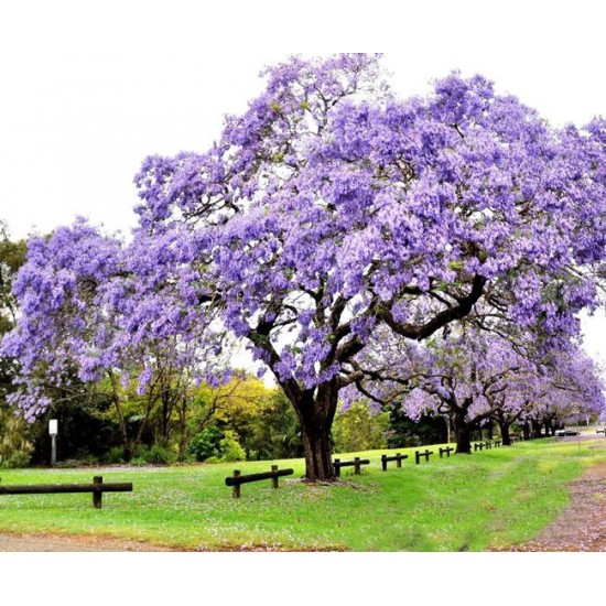 Παουλόβνια/Παυλωνια 30+ σπόροι (Paulownia Tomentosa/Τομεντόζα) To πιο γρήγορο Δέντρο! Παουλόβνια/Παυλωνια 30+ σπόροι (Paulownia Tomentosa/Τομεντόζα) To πιο γρήγορο Δέντρο!