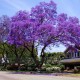 Παουλόβνια/Παυλωνια 30+ σπόροι (Paulownia Elongata/Ελονγκατα) To πιο γρήγορο Δέντρο! Παουλόβνια/Παυλωνια 30+ σπόροι (Paulownia Elongata/Ελονγκατα) To πιο γρήγορο Δέντρο!