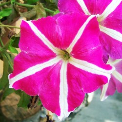 Πετούνια Ανάμικτοι Σπόροι πετουνιας 0,20γρ