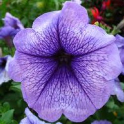 Πετούνια Ανάμικτοι Σπόροι πετουνιας 0,20γρ Πετούνια Ανάμικτοι Σπόροι πετουνιας 0,20γρ