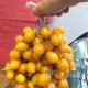 Ντομάτα Piennolo del Vesuvio Κίτρινη - Ίσως η Καλύτερη Ντομάτα της Ιταλίας - 10 Σπόροι
