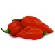 Πιπέρι από πιπεριά Ghost Pepper /Bhut Jolokia 10gr.