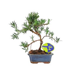 Αυθεντικό Μπονσάι Podocarpus chinensis