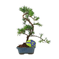 Αυθεντικό Μπονσάι Podocarpus chinensis