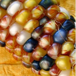 Πολύχρωμο Καλαμπόκι! Πακέτο σπόρων 4γρ. Σπόροι Καλαμποκιού