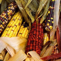 Πολύχρωμο Καλαμπόκι! Πακέτο σπόρων 4γρ. Σπόροι Καλαμποκιού