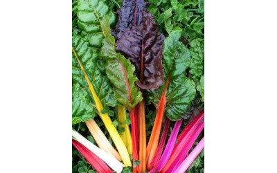 Σέσκουλο Πολύχρωμο/Rainbow Chards Οδηγίες Καλλιέργειας Σπόρων