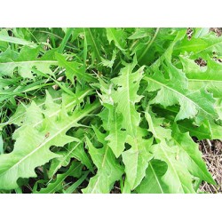 Ραδίκι/ραδίκια Chicory 10gr. σπόροι Ραδίκι/ραδίκια Chicory 10gr. σπόροι